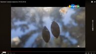 Карусель зима 2016 Розовый шарик, видемое невидемое