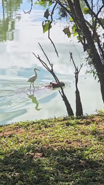 Цапля на чиле.mp4