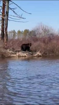Молодой медведь в Ташинском заказнике, Амурская область.