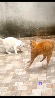 clip-193616150_456348574.mp4