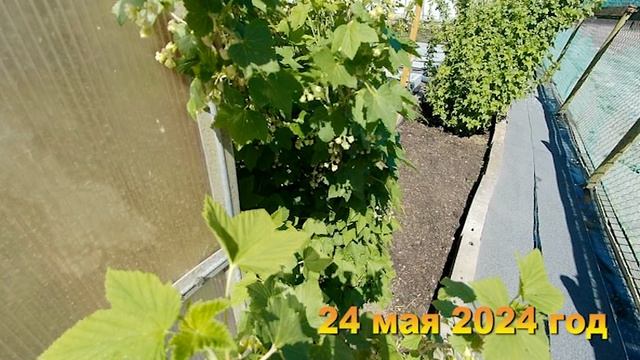 7 соток. Подготовила участок к летнему сезону. КРАСОТА. Хроника Май 2024 год 2 часть