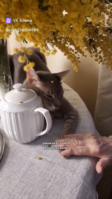 clip-225014586_456241479.mp4
