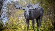 Тильзитский лось Густав в Советске Калининградской области