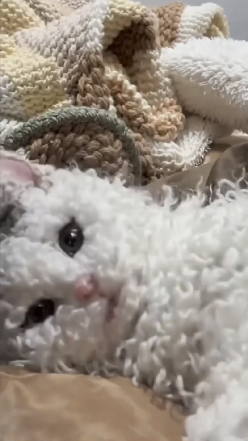 Барашковый кот 🐱