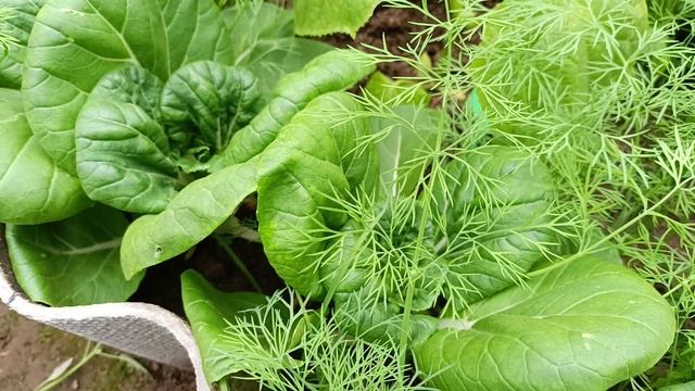 Китайская черешковая капуста пак-чой. Выращивание, полезные свойства