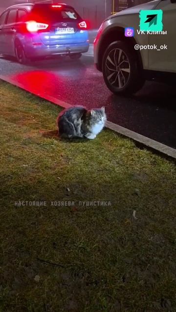 Кот, троллит людей на границе