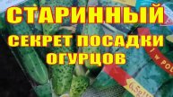 🔥 СЕКРЕТЫ ПОСАДКИ ОГУРЦОВ В ОТКРЫТЫЙ ГРУНТ – 100% всхожесть и богатый урожай!