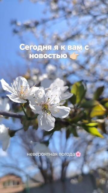 Сегодня я к вам с новостью 🤍