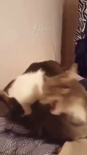 VID_20250501_195605_326.mp4