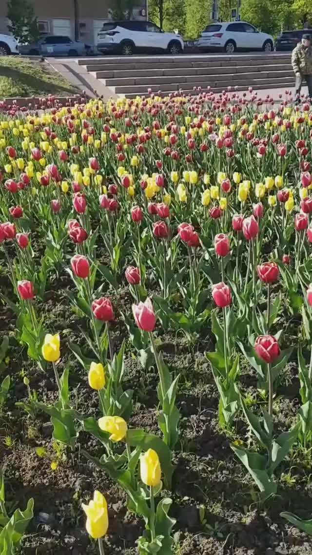 250502 Цветы Той-терьер собачка Фонтан парк культуры и отдыха орловский горпарк колоннада город Орёл
