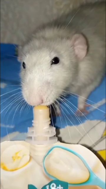 Паркур кушает💋
