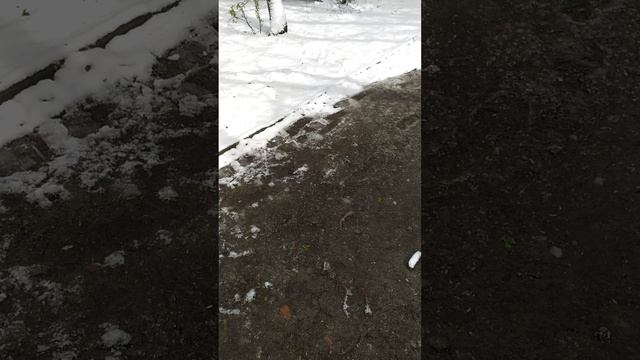 Красивая трясогузка в парке