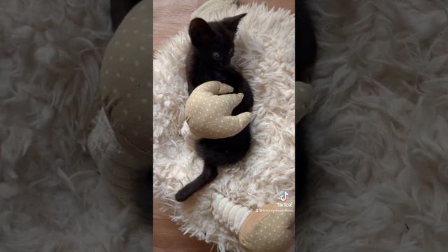 Колыбельная для котёнка #всочиумаши