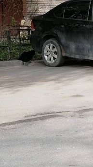 Муся прячется