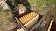 Купил пчелопакет. Вскрываем. Переселяем в улии.