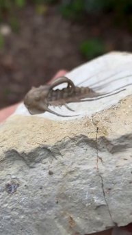400 million year old Oklahoma trilobite fossil | #Geology #GeologyPage #trilobite #Fossil Video ...