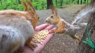 Белка с Глазиком и другие голодные белки. Зарисовка