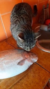 КОТ ВОРЮГА