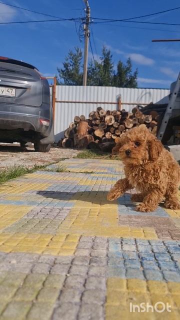 Той пудель мальчик