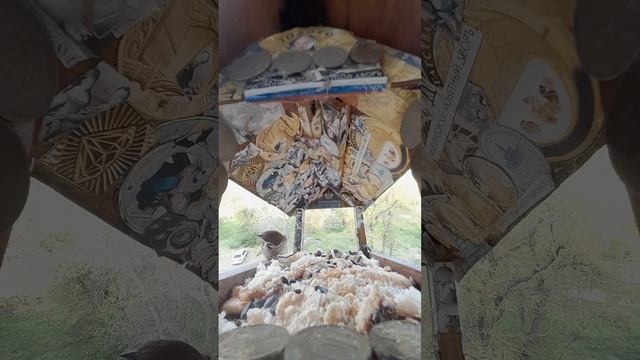 1000042344.mp4Жизнь кормушки.02.05.2025г.