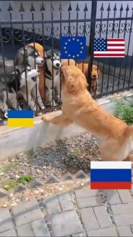 Как собаки