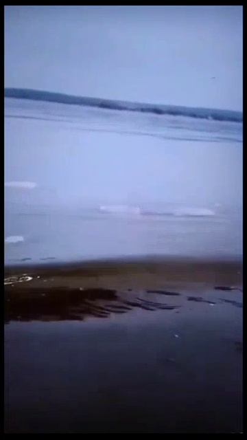 🐦 🌊 🌞