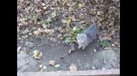Красивые котики