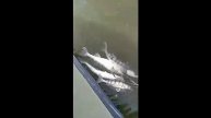 Послеобеденный улов судачков. "ВЕРХНЕЛЕБЯЖЬЕ FISH RESORT"