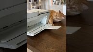 Наш TG https://t.me/liveofcats