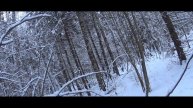 заяц.