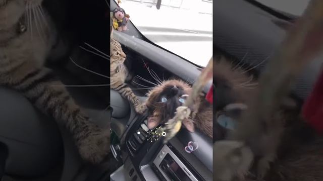 Наш TG https://t.me/liveofcats