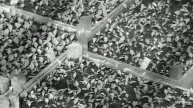 1978 год. Тюмень. Совхоз декоративных культур