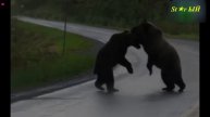 Разборки на дороге. Звери и люди. Кто круче?