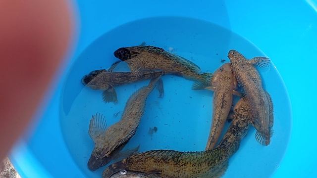 8 рыб в воде