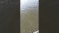 Защукали щуку: увлекательная рыбалка на базе "ВЕРХНЕЛЕБЯЖЬЕ FISH RESORT" в Астрахани