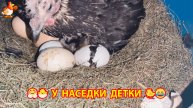Наседка в гнезде из гофрированной трубы вывела цыплят успешно 🐣🐤🤗