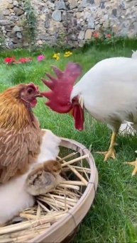 Красавца - петуха терзают смутные сомнения 🐶🐓🤩