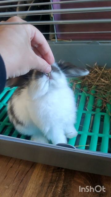 Самый милый минилоп.Miniature Lop.mp4