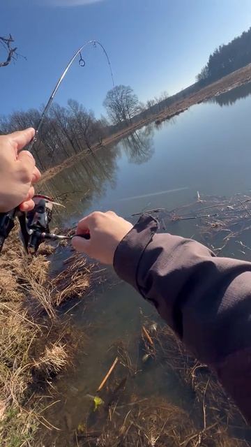 Хороший окунь с замечательным ударом