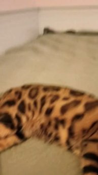 кошка лежит под музыку кошек #кот #кэт #cat #cats #коты