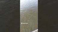 Защукали щуку: увлекательная рыбалка на базе "ВЕРХНЕЛЕБЯЖЬЕ FISH RESORT" в Астрахани