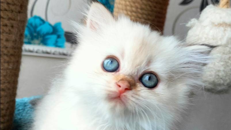 Шотландская кошечка