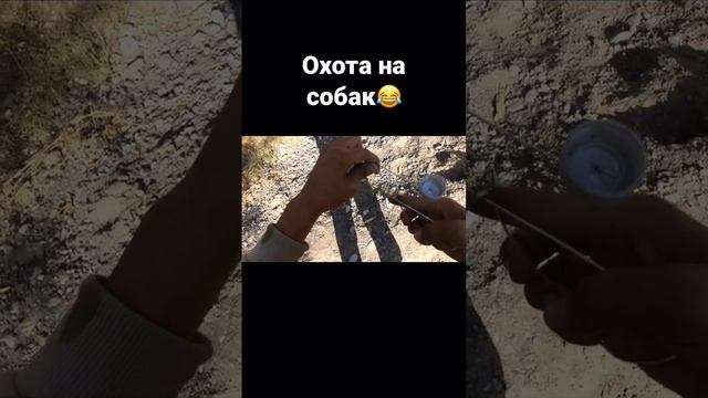 Охота на собак 😂 #viralvideo #shortvideo