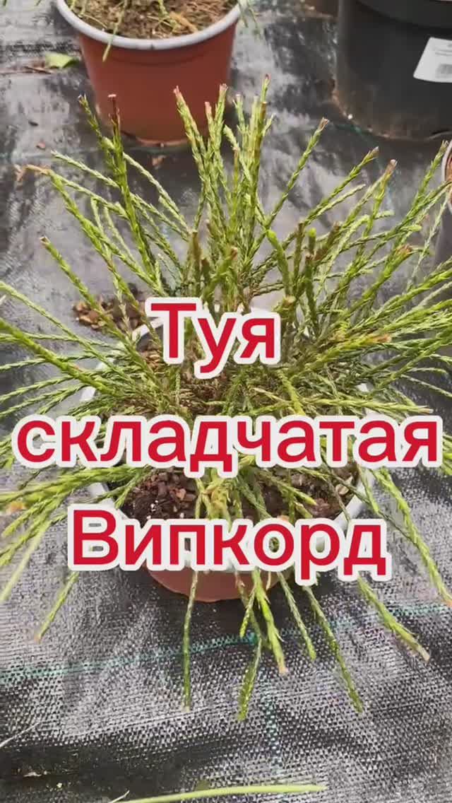 Туя складчатая Випкорд