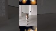 Котики Смешные № 25