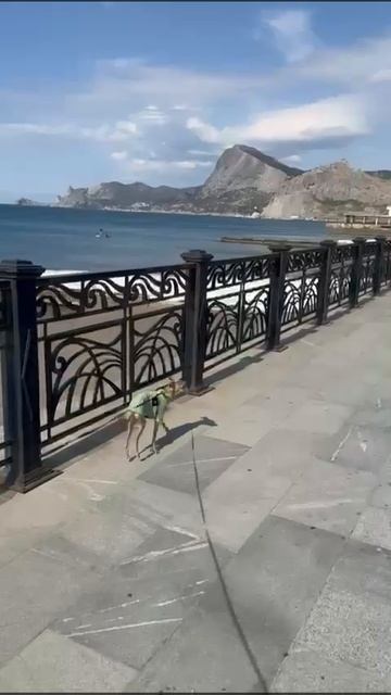 Эластичная кофта для собак "Лето" с коротким воротником и укороченным рукавом