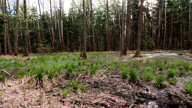 🌲🌳 Обзор на болото. Весенние заболоченные леса Юга Подмосковья. Верховые и паводковые запруды