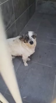 Очень маленькая собачка в усыпалке