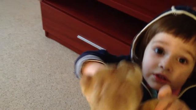 Маруся играет с игрушкой и бегает туда сюда. Смешное и милое видео