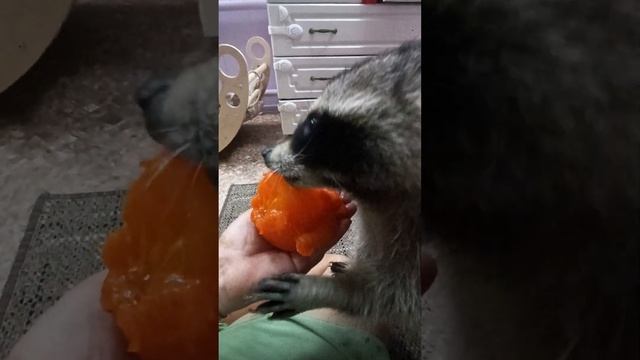 Еноты в доме это ужас #ямыилюша #помощьбездомнымживотным #raccoon #анапа #reels